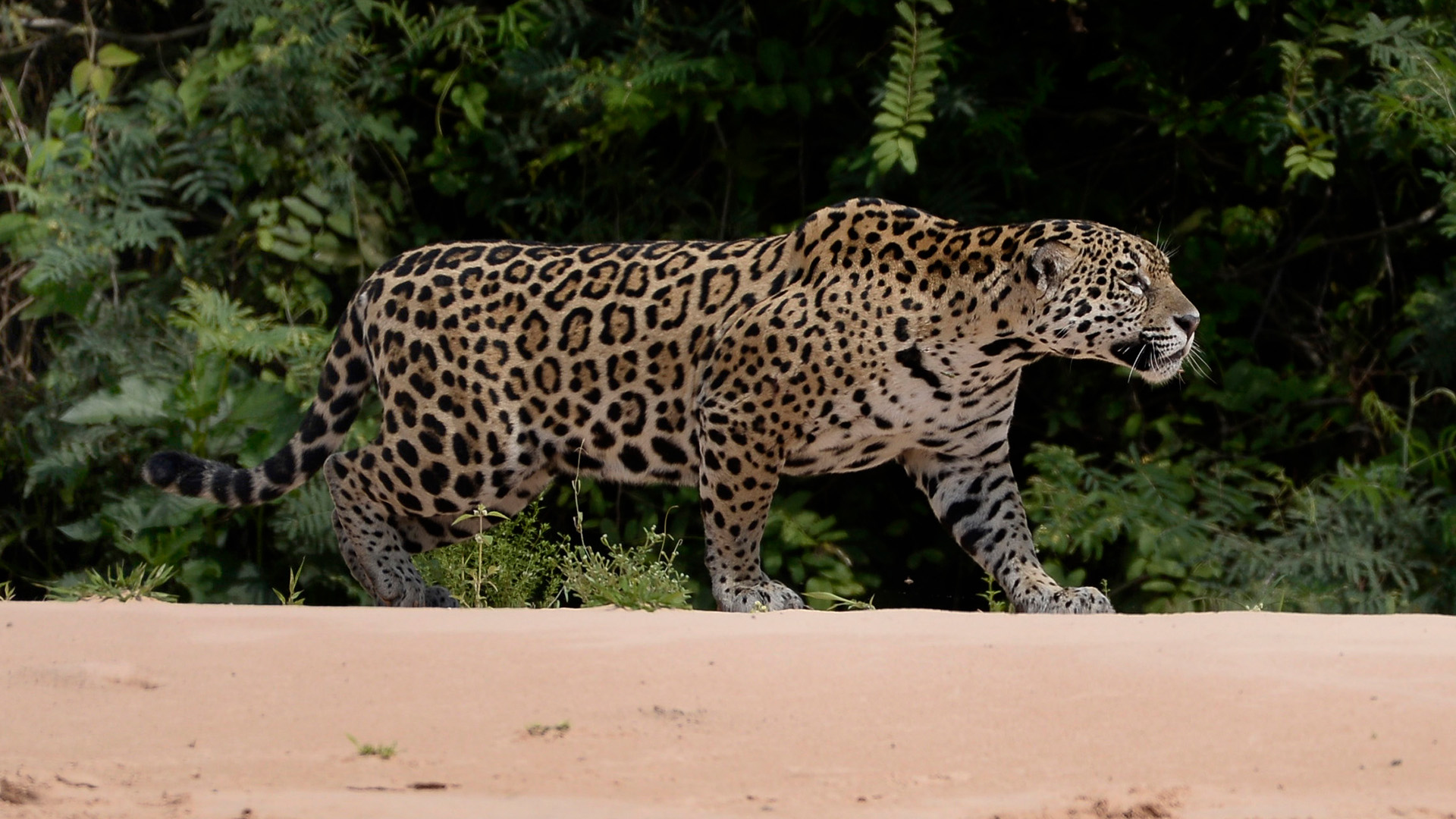 O Pantanal é o destino perfeito para quem deseja explorar recantos naturais e se surpreender com a abundante vida animal na região.